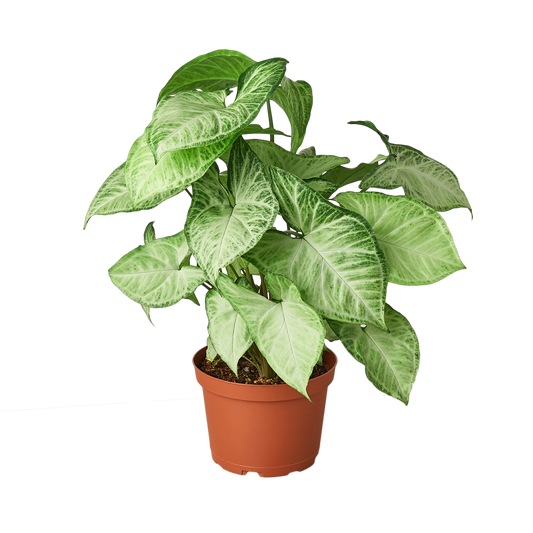 Peperomia Watermelon - 4" Pot - NURSERY POT ONLY