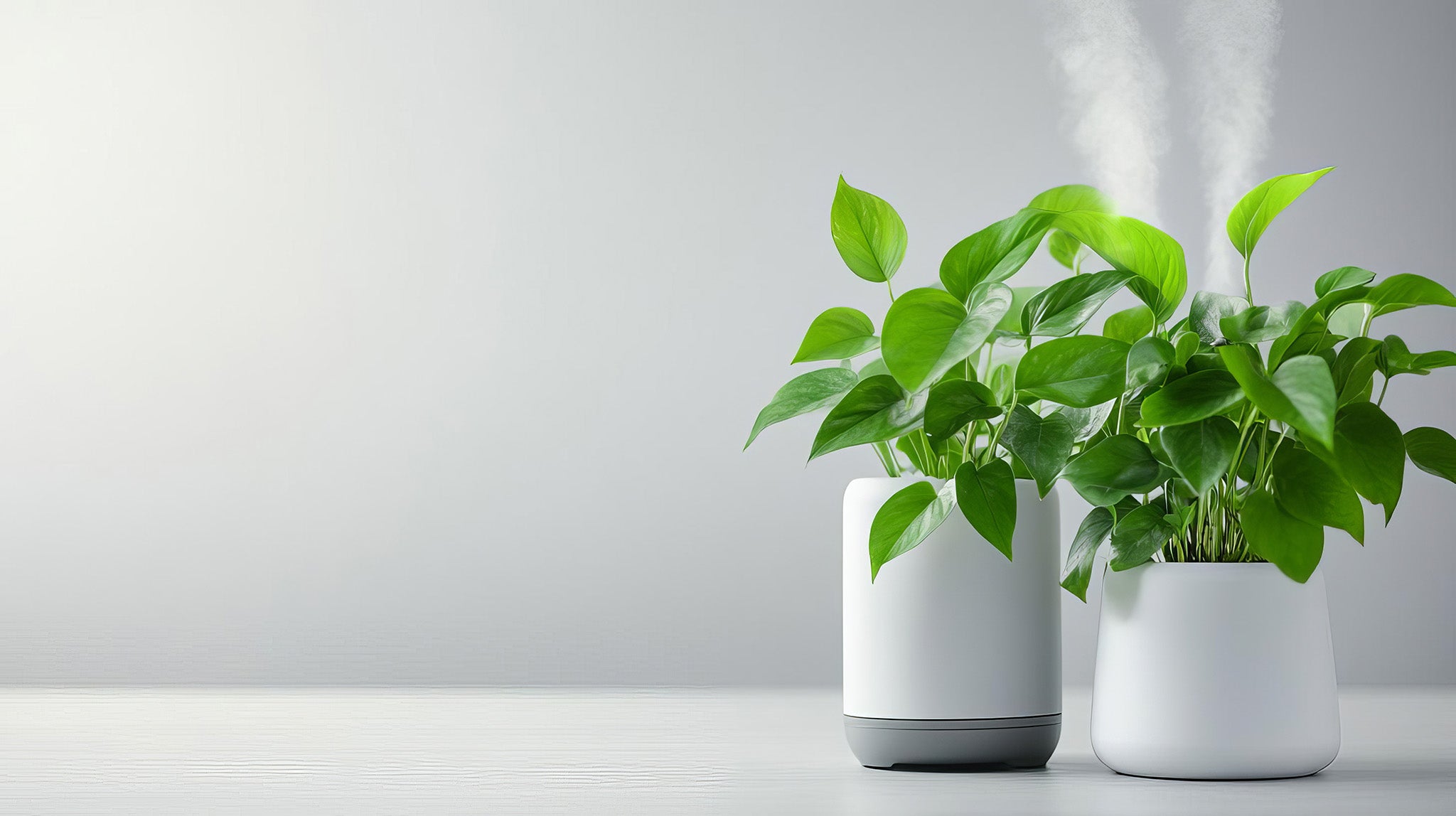 Plant Goddess Plants