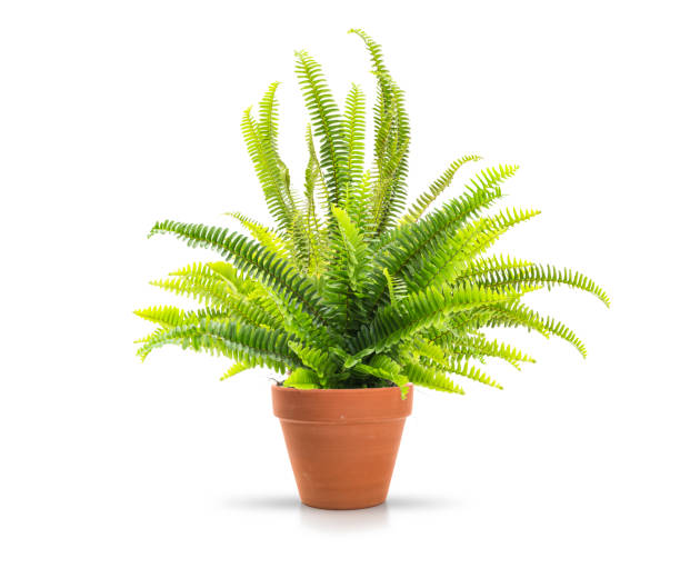 Ferns