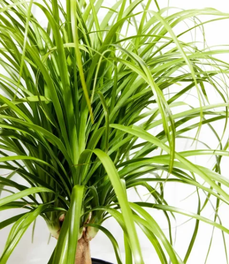 Palms