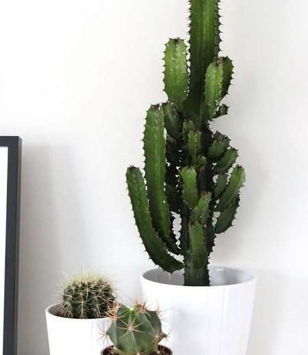 Succulents
