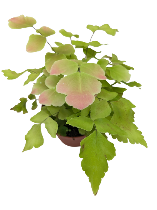 🐾 Pink Maidenhair Fern