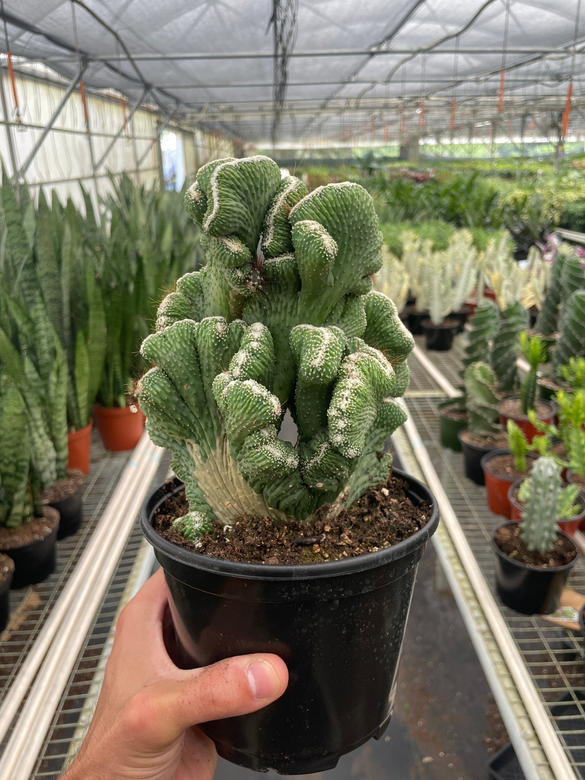 green goddess succulent Succulent Cereus Coral Green – Plant Goddess